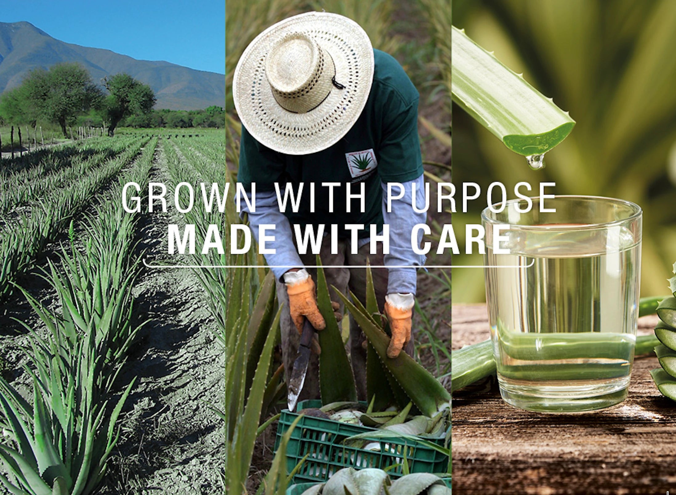 Collage of images showing a field, a person harvesting, a close-up of a plant, and a glass of juice with text 'Grown with Purpose Made with Care'.